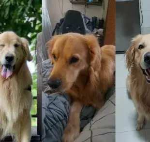 Golden Retriever: Merlin, Zion y Matuê son tres perros de raza