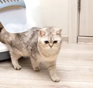 arena para gatos
