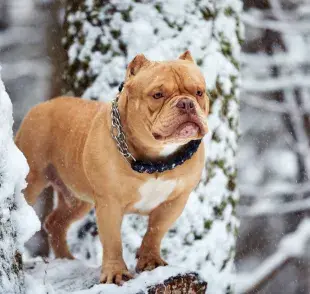 Tipos de correas para perros ¿Cómo elegir la adecuada?