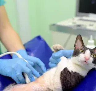 ¿Cómo saber si mi gata está embarazada? 