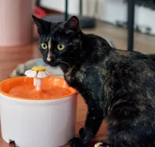 Fuente de agua para gatos