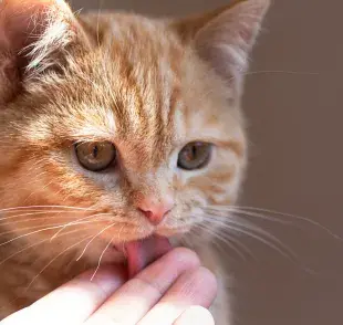 mi gato me lame