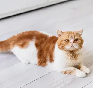 ¿Qué problemas pueden llegar a tener los gatos enanos? 