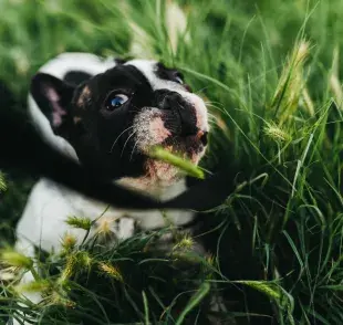 ¿Por qué los perros comen pasto?
