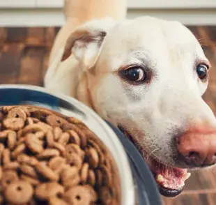 Tipos de plato para perro