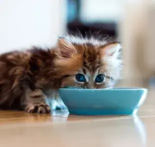 ¿Se le puede dar sachet a un cachorro de gato? Mira las recomendaciones y cuidados