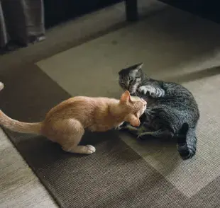 Identificar si los gatos pelean o juegan no siempre es fácil