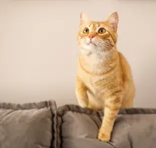 ¿Los gatos ven espíritus? Existe una explicación por detrás del bichito que mira hacia la nada