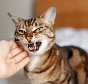 Saber cómo desestresar a un gato va a garantizarle una vida más feliz y larga
