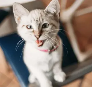 El cachorrito de gato maúlla mucho durante la adaptación a su nuevo hogar