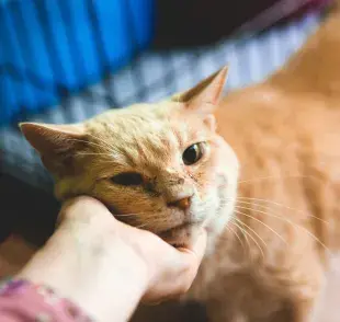 personalidad del gato naranja