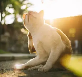 ¿Sirven los talcos antipulgas para gatos?