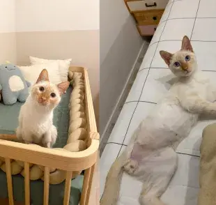 Adopta un gato deficiente: conoce la historia del gatito Juliano