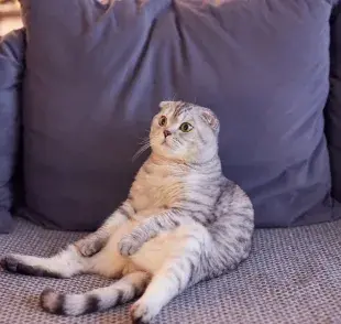 El gato que se sienta igual a una persona: ¿cómo es posible?