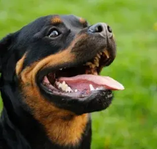 ¿Qué razas de perro tienen la mordida más fuerte?