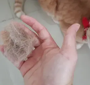 Las bolas de pelo en gatos pueden generar varios problemas de salud