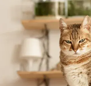¡Mi gato me odia!: a veces, las señales son muy claras