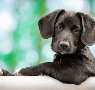 Soñar con perros: ¿qué significa? ¡Echa un vistazo a las posibles interpretaciones!