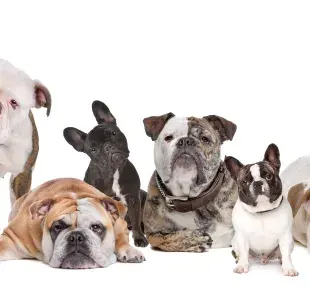 ¿Cuáles son las diferencias entre Bulldog Francés  y un Bulldog Inglés?