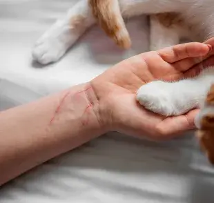 SÍNTOMAS DE RABIA EN GATOS