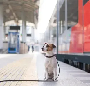 Perros perdidos
