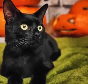 50 nombres para gatos negros