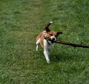 La raza Beagle es activa y divierte a la familia entera desde los primeros meses de vida