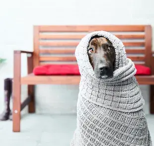 En otoño, la gripe en perro y otras enfermedades respiratorias necesitan atención