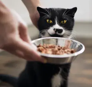 La ración de gato, así como el sachet, debe almacenarse de forma correcta