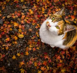 Hacer que el gato beba agua y esté protegido del frío son cuidados que deben tenerse cuando baja la temperatura