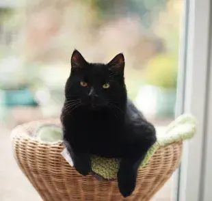 La contaminación del verme de gato normalmente ocurre a partir del compartir objeto