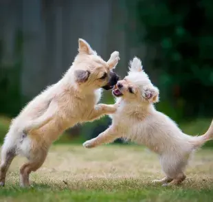 El perro que juega tiene un comportamiento diferente del que pelea