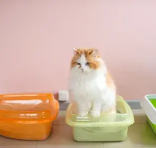 Arenero para gatos: esta es la cantidad de areneros que debes de tener 