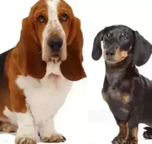 La Basset Hound y la Dachshund son razas que suelen confundirse fácilmente