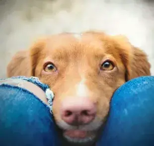 ¿Ya te preguntaste por qué los perros huelen las partes íntimas de las personas? ¡Es para conocerlas mejor!
