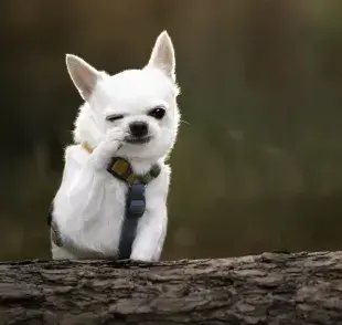 El chihuahua mini es sinónimo de valentía, lealtad y compañerismo