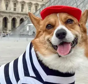 Corgi viaja por el mundo usando vestimenta acorde a la ocasión