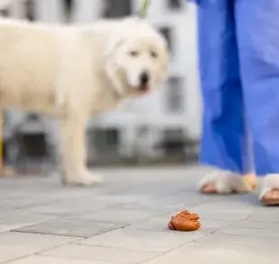 Esta es la razón por la que los perros comen su popo