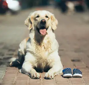 Zapatos para perros ¿Es bueno ponérselos o no?