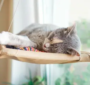 Los gatitos aman las alturas