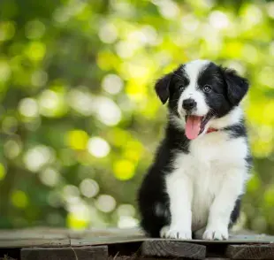 El cachorro de Border Collie está lleno de energía
