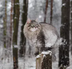 Gato siberiano