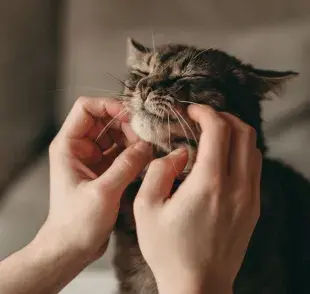   ¿Cuánto tiempo vive un gato? Mira qué cuidados son necesarios para mantener la calidad de vida de la mascota