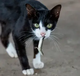 La enfermedad de la lagartija en gatos necesita la atención de los gateros