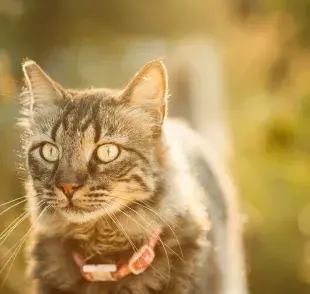 Collar para gatos
