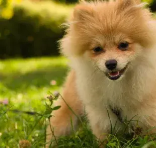 El Lulú de Pomerania es bueno para apartamento porque es compacto
