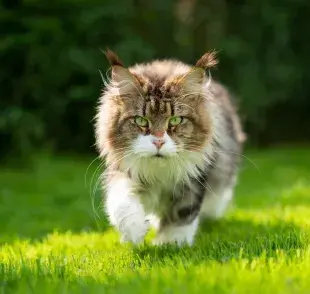 Saber si el gato castrado huye es una cuestión importante para los tutores