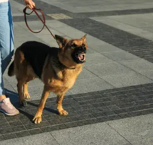 Pasear a un perro bravo requiere cautela y atención