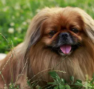 Raza Pequinés: negro, blanco o caramelo… este perrito siempre es muy amable y querido