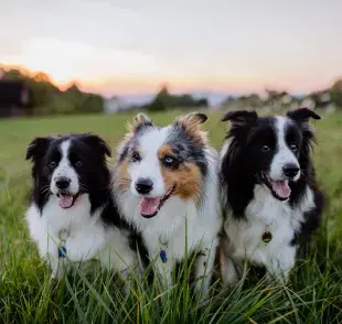 ¿Cuál es el perro más inteligente del mundo? Todo sobre la raza